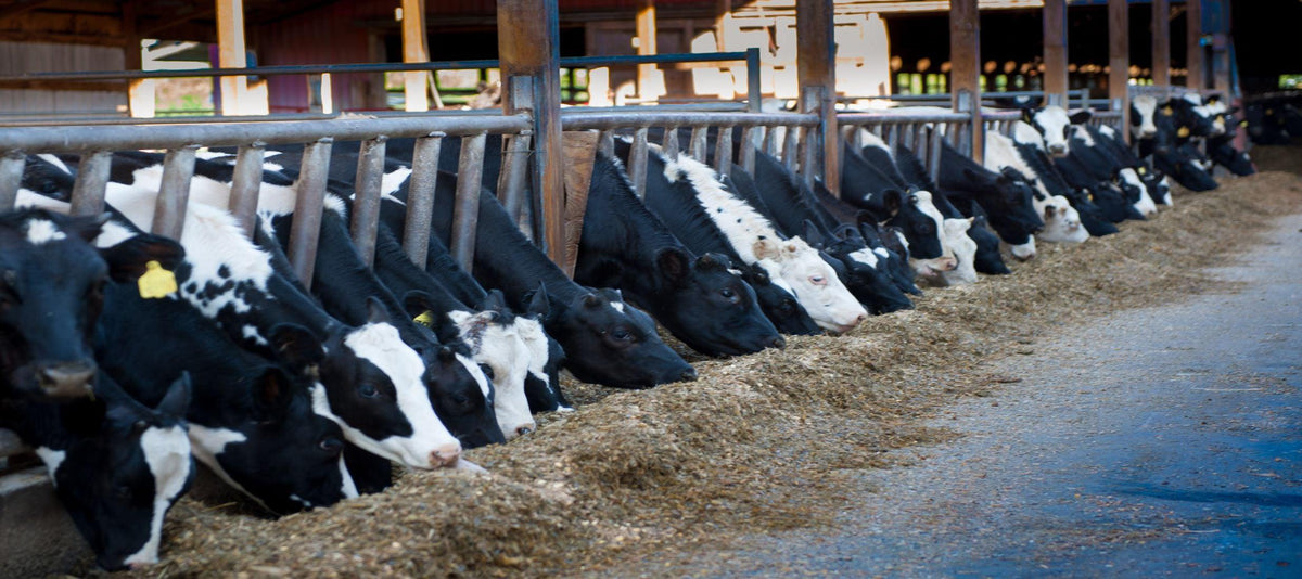 Farmer Friday: Allison Akins, Five Mile Farm