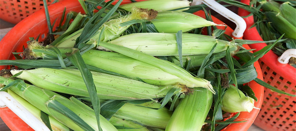 Farmer Friday: Sweet Corn