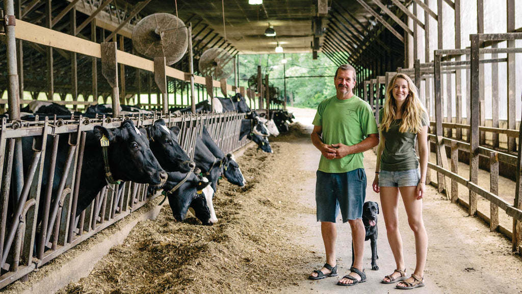 two cabot farmers in a barn with holstein cows