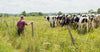 Farmer in field with cows