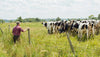 A man in a red shirt stands beside a wire fence, observing a group of black and white cows grazing in a grassy field. The sky is partly cloudy, and trees are visible in the distance.