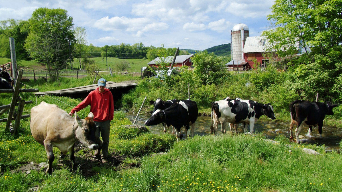 How Award-Winning Cabot Cheeses Are Made