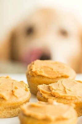 Doggie Pupcakes with Greek Yogurt-Peanut Butter Frosting