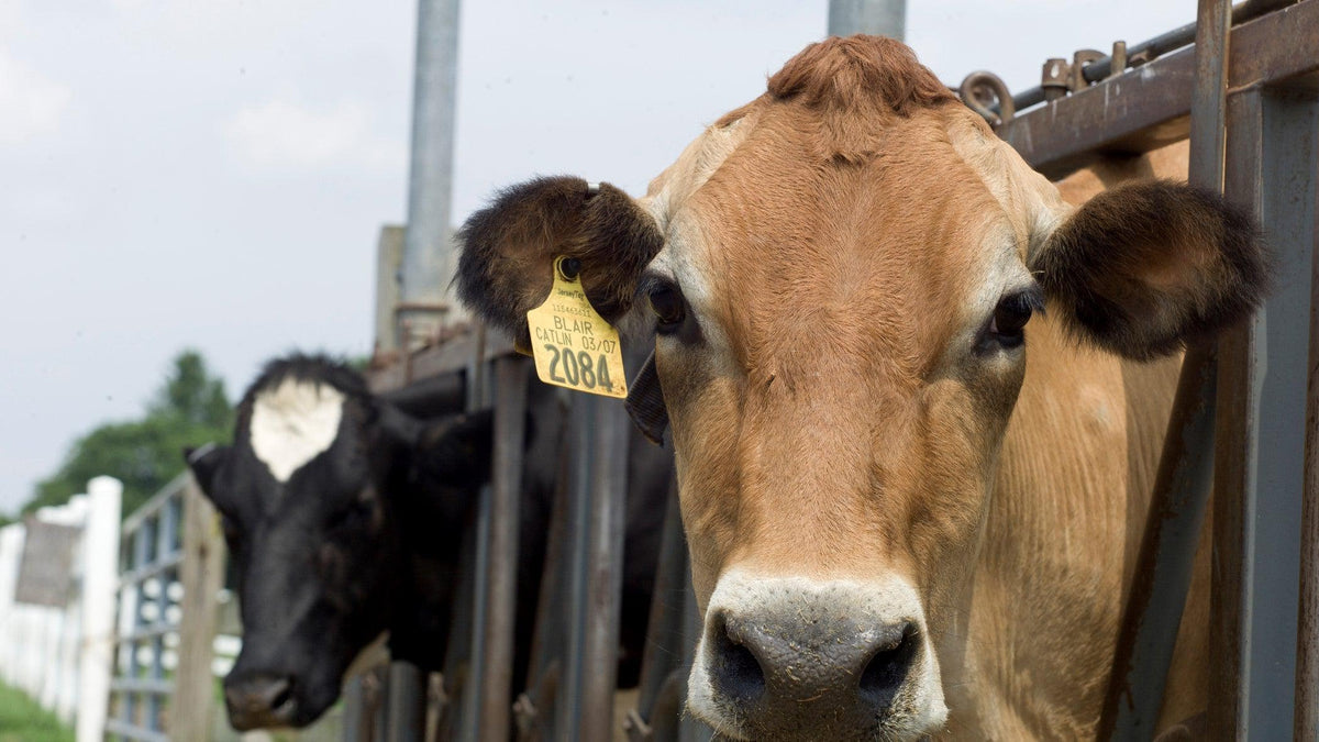 FarmLove – UConn Dairy Program