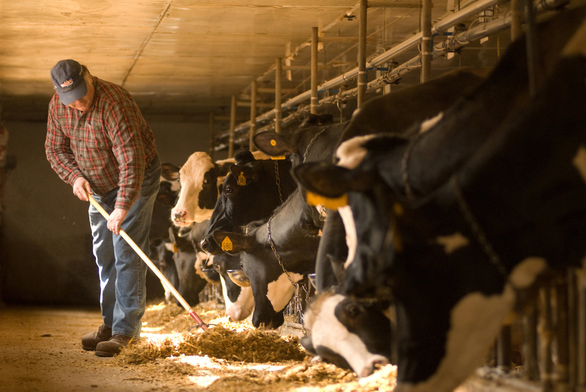 Farmer Friday: Great Brook Farm