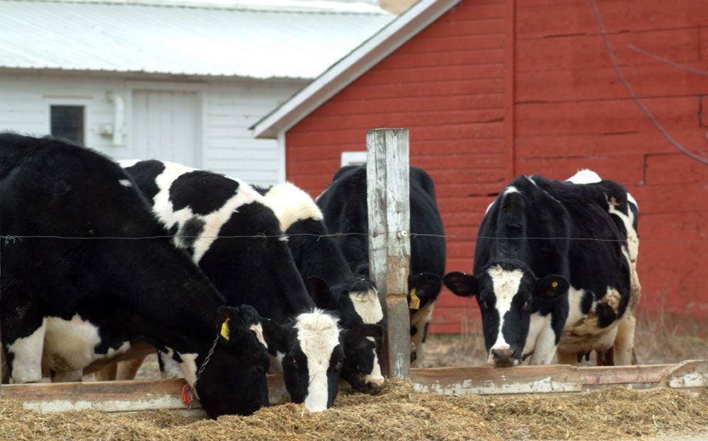 Robotic Milking featured