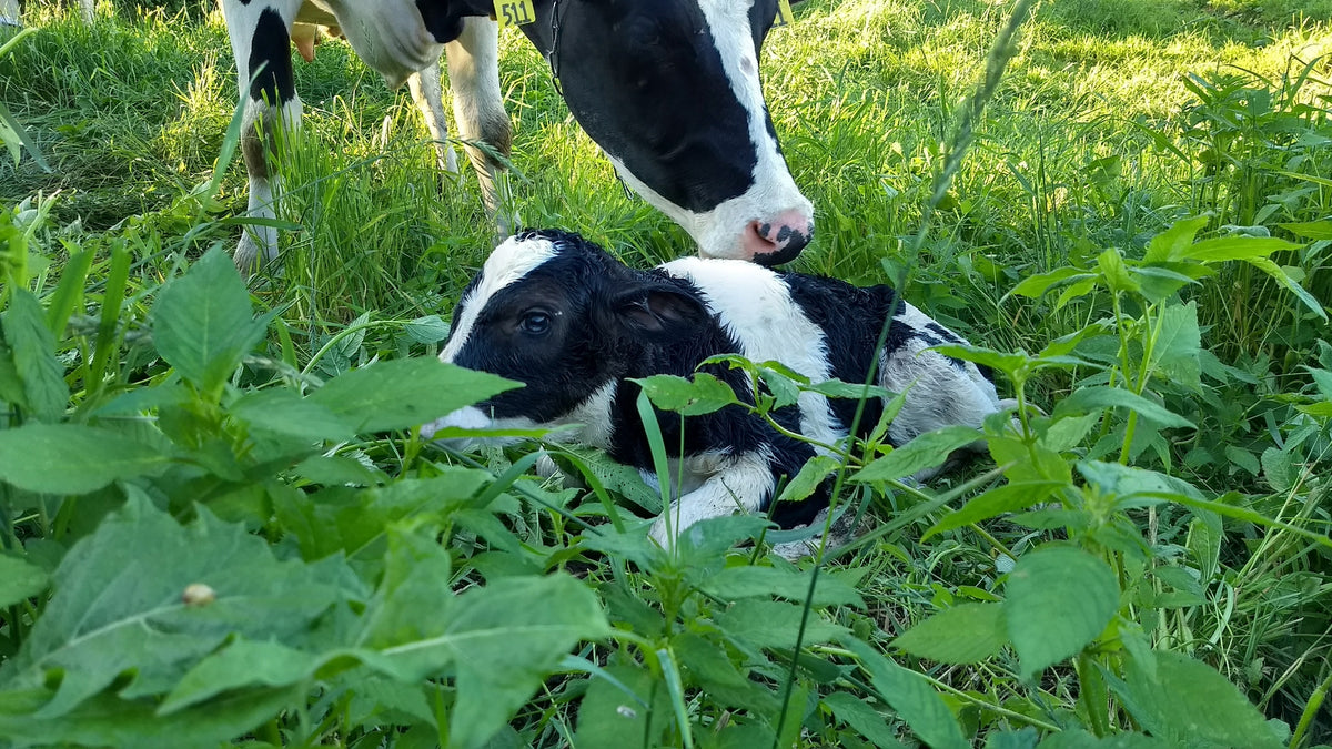 The Top 10 Cutest Cows from Cabot Creamery Co-operative’s Facebook Page