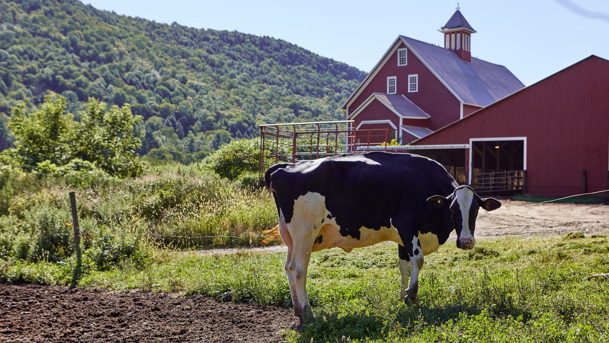 Farmer Friday: The Senses of a Cow