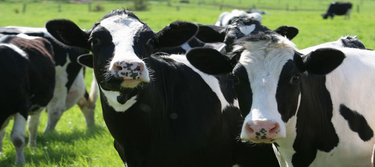 Cows