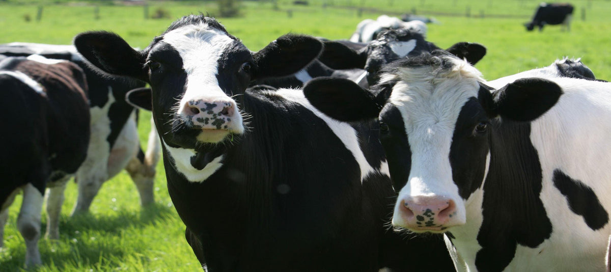 10 Fun Facts About Dairy Cows