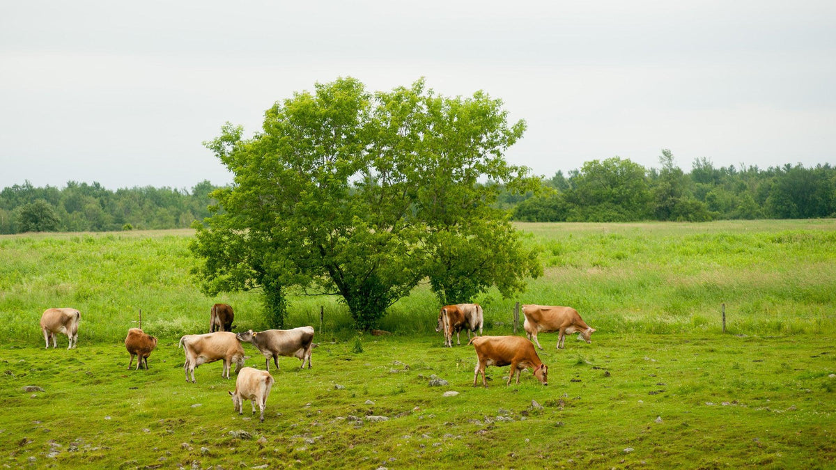 Hutchins Family Farm Malone NY