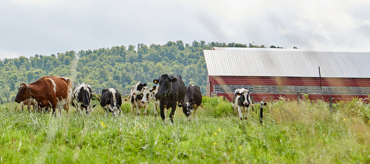 Sweet Rowan Farmstead in Vermont