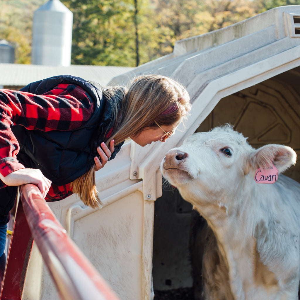 A woman Cabot farmer leaning down to say hi to a white cow.