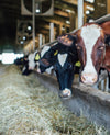 Cabot cows eating hay in a barn.