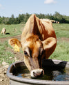 A brown cow with a yellow ear tag numbered 51 drinks from a black water trough in a grassy field. Another cow and a line of trees are visible in the background under a blue sky with a few clouds.