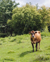 Brown cow standing in field