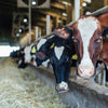 Cows with identification tags eat hay in a dimly lit barn. The long line of cows extends into the background, with their heads in feeding troughs. The barn has wooden beams and natural light coming from the far end.