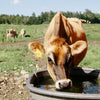 Cow drinking water from a trough