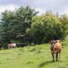 Two cows grazing on a lush green hillside. One cow is in the foreground looking towards the camera, while the other is partially hidden among trees and bushes in the background under a cloudy sky.