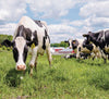 A group of black and white cows grazes on a lush green field under a partly cloudy sky. One cow is prominently in the foreground, with a tag number 53. A red and white barn is visible in the background.