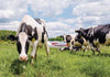 Cows in a field