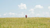 Cabot farmer in a field