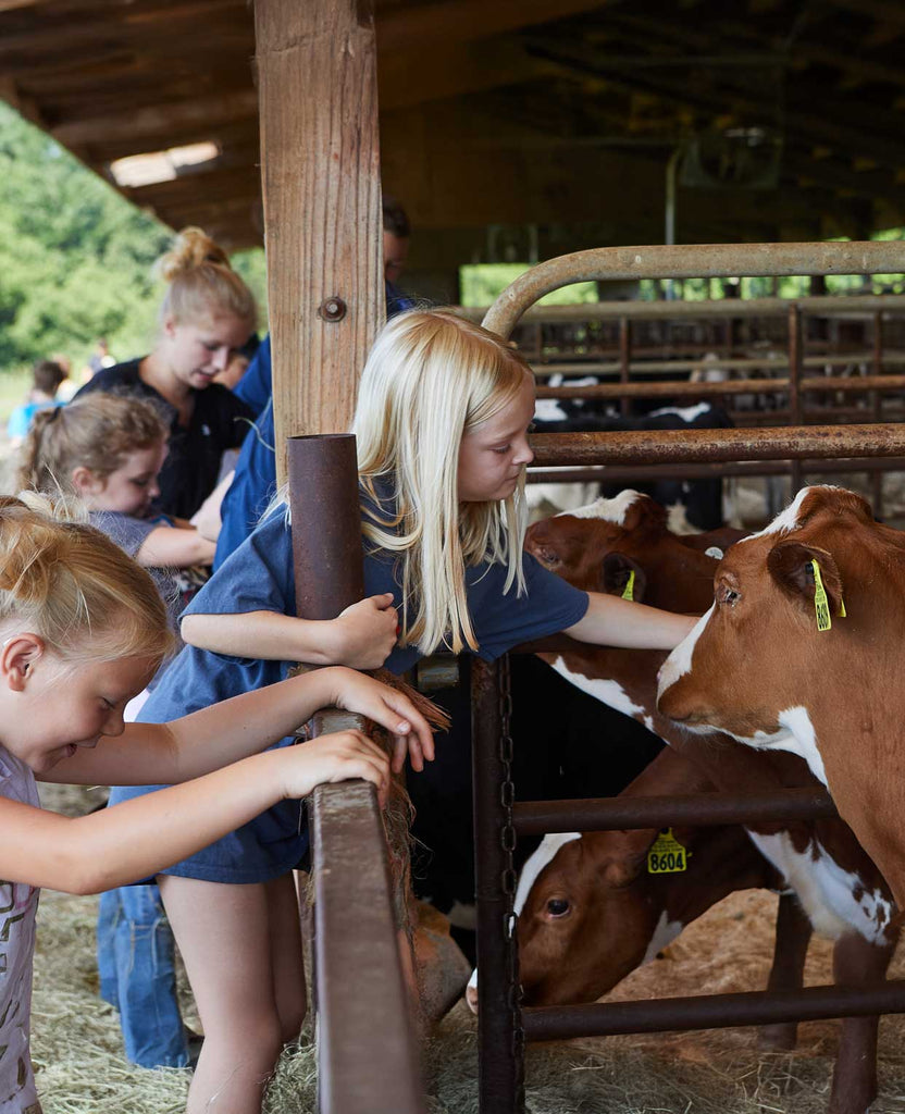 Girls petting a cow