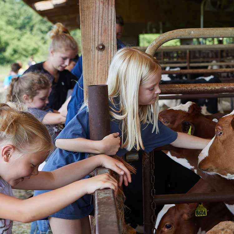 Girls petting a cow