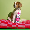 A brown and white dog sits on a red checkered cushion against a green background, with a Play Pet Brands Cabot x Play Whipped Cream Crinkler Dog Toy beside its front paw.