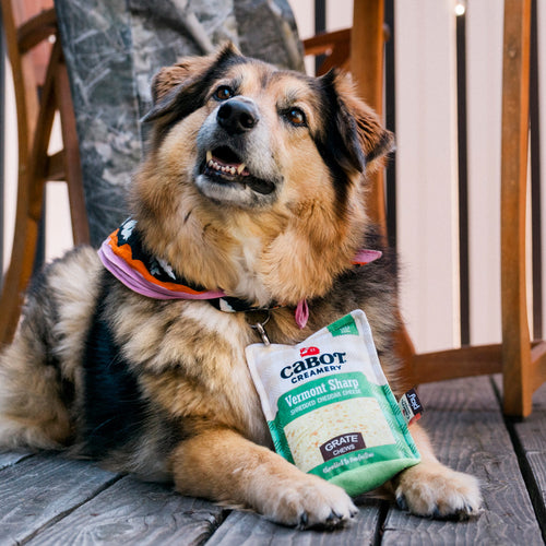 A fluffy dog with a colorful bandana sits on a wooden deck, sporting the Play Pet Brands Cabot x Play Vermont Cheddar Shredder Dog Toy shaped like cheddar cheese, hanging from its collar.