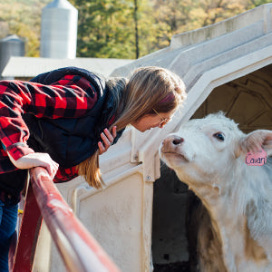 Cabot farmer gives a cow a kiss.