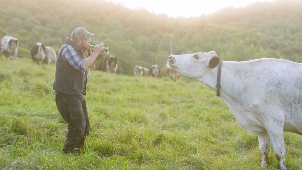 Cabot farmer playing trumpet to cow