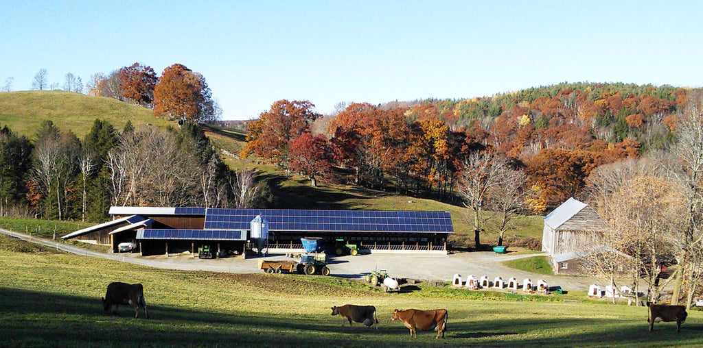 Cabot farm in Vermont with solar panels on the barn. Cows are grazing in foreground and leaves are changing color on the hillside.