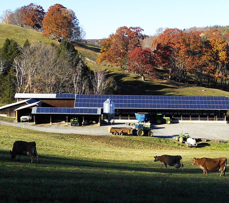 Cabot farm in Vermont with solar panels on the barn. Cows are grazing in foreground and leaves are changing color on the hillside.