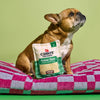 A small brown and white dog sits on a pink and blue checkered cushion, looking up. In front is the Cabot x Play, Vermont Cheddar Shredder Dog Toy by Play Pet Brands. The background is green.